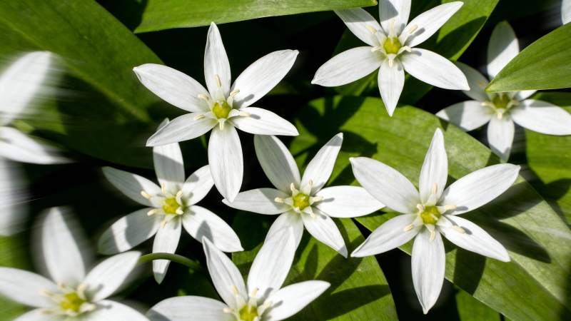 洁白小花绽放绿叶间图片