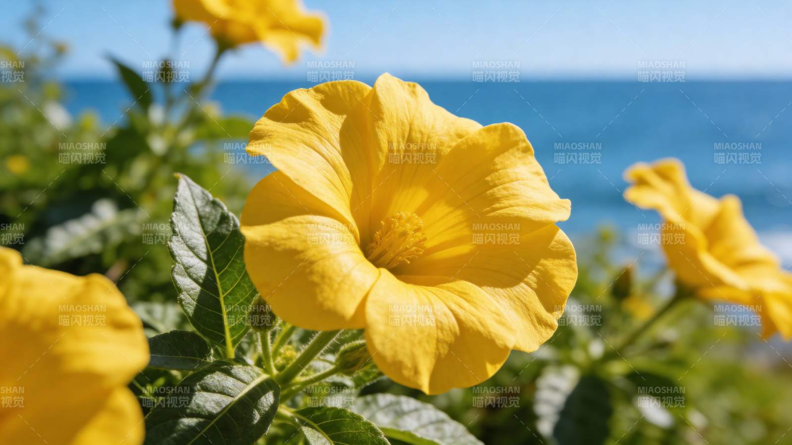 海边黄花绽放图片