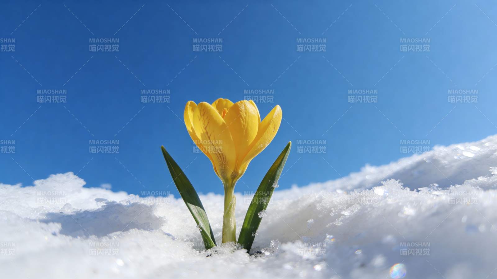 雪中黄花迎春绽放图片