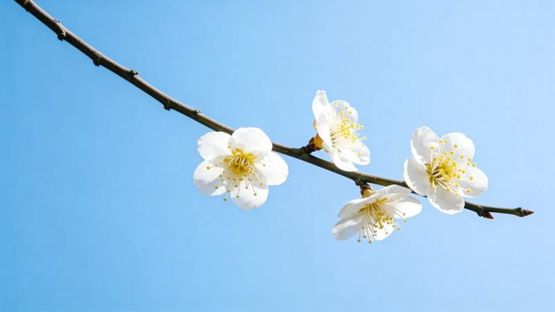 梅花绽放蓝天图片