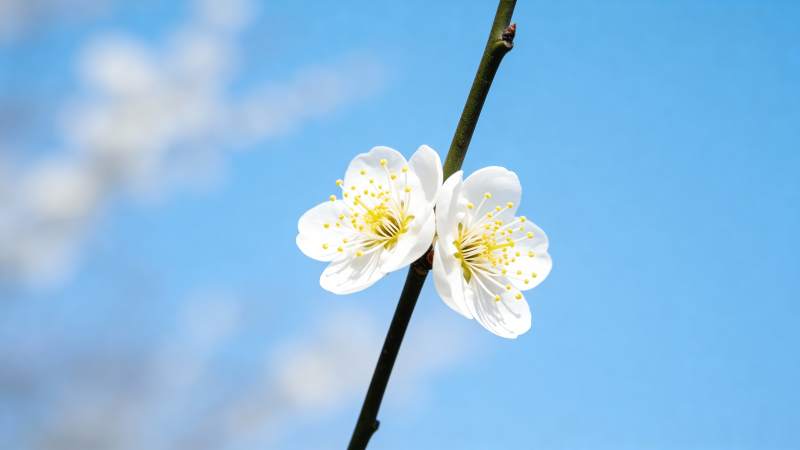 梅花绽放春光里图片