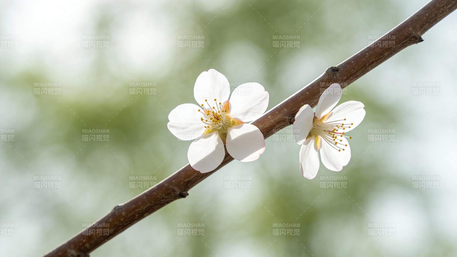 枝头绽放的洁白花朵图片