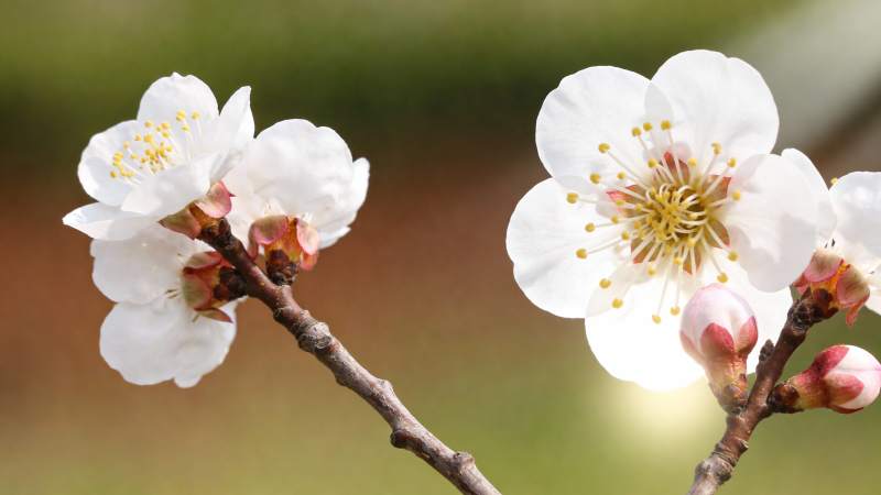 樱花绽放枝头图片