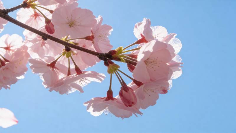 蓝天映衬下的樱花绽放图片