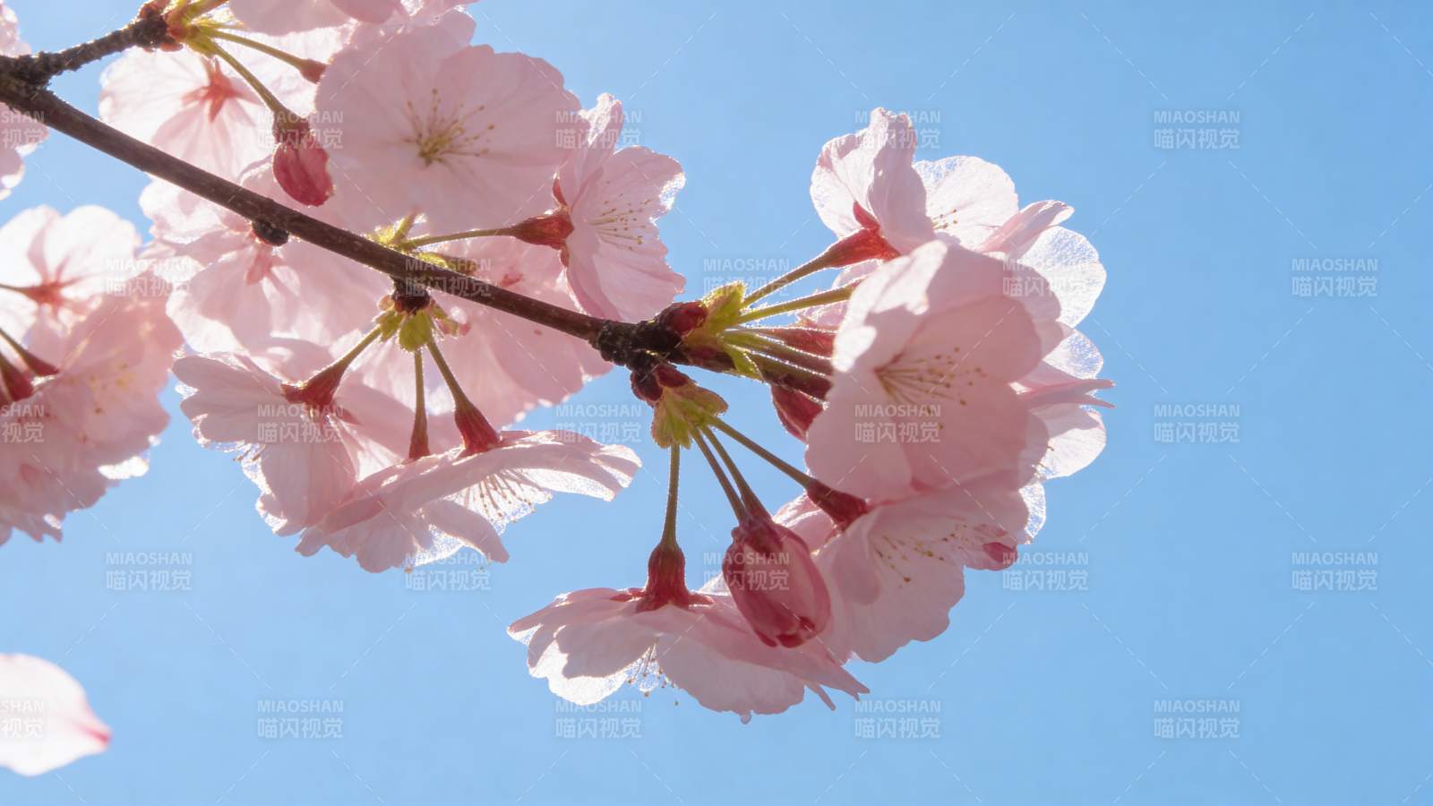 蓝天映衬下的樱花绽放图片