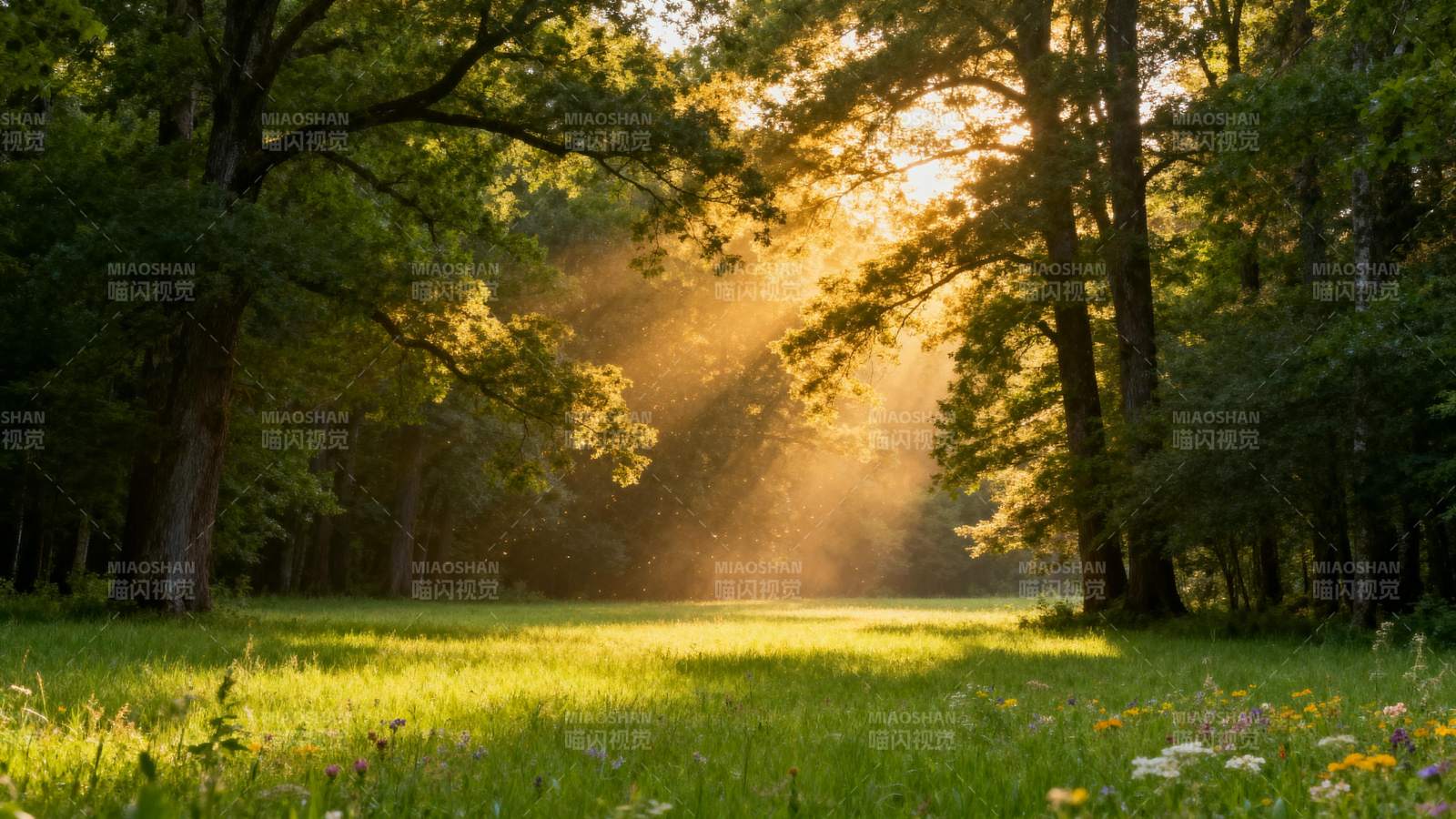 晨光林间小径图片