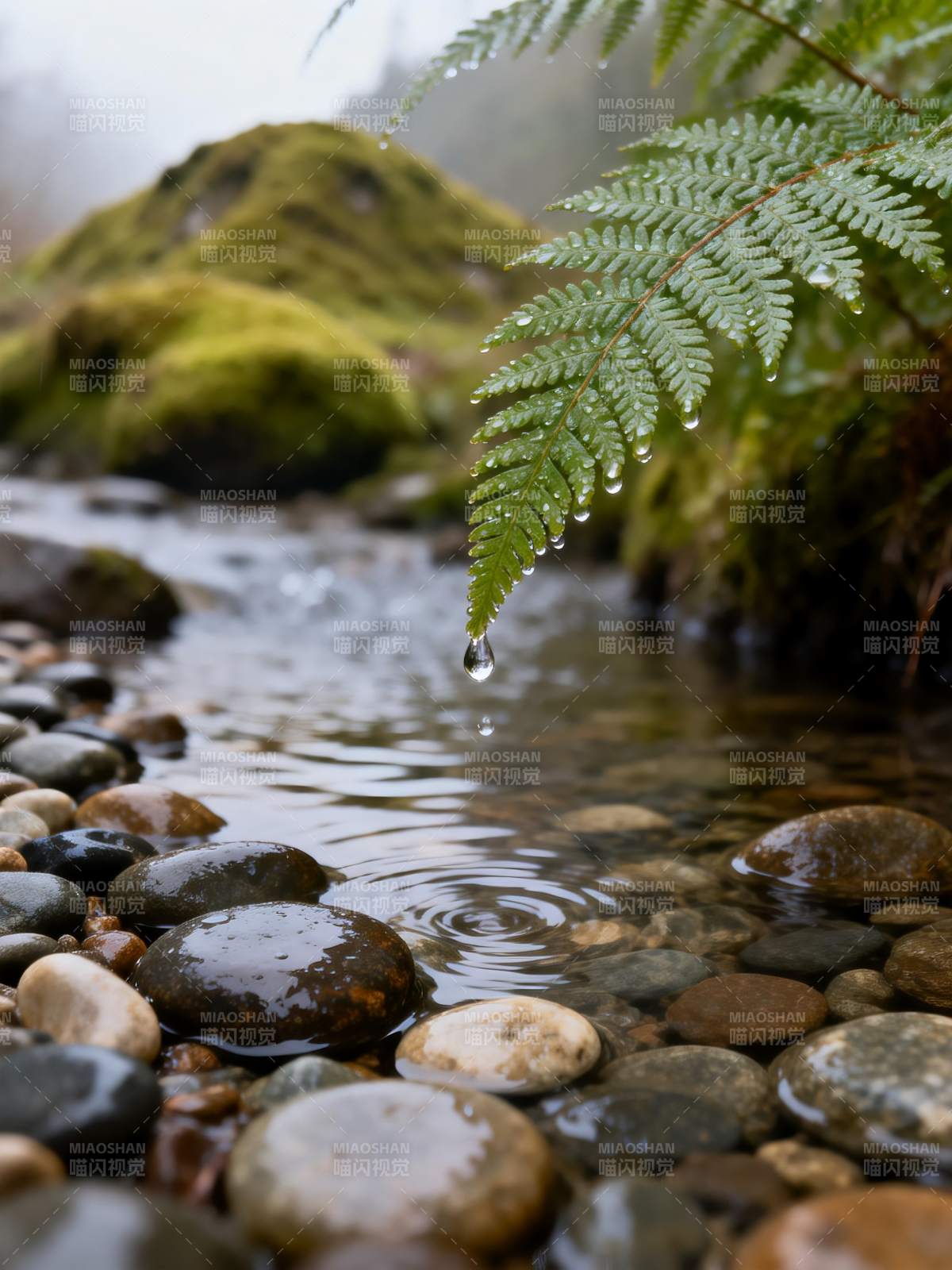 溪畔滴露图片