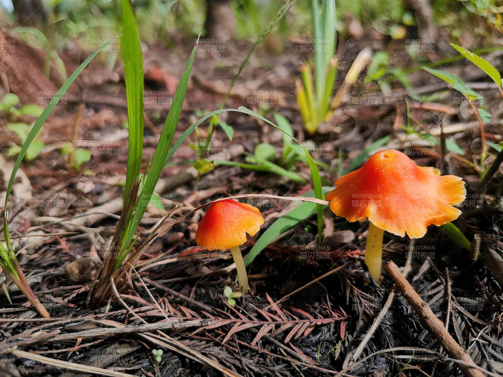 林间橙色小菇图片