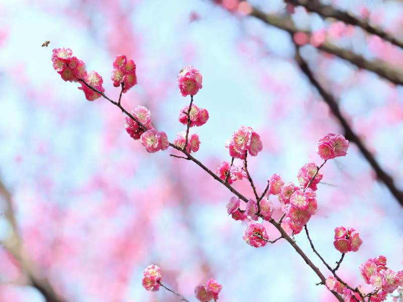 梅花绽放春意浓图片