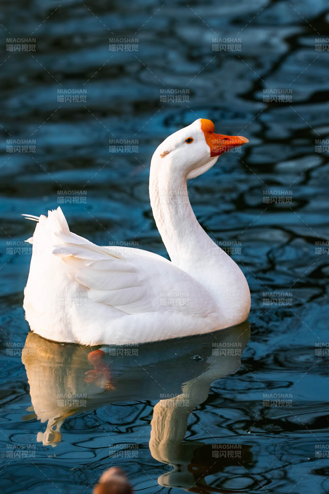 白鹅水中倒影图片
