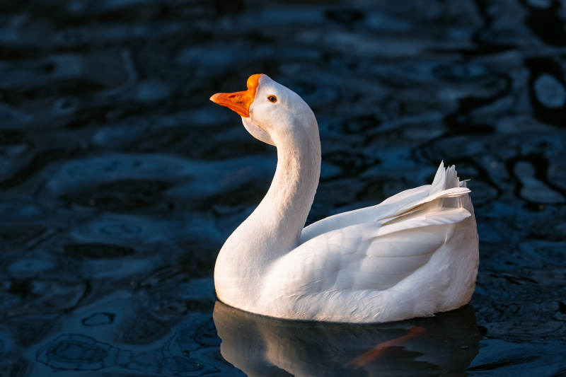 白鹅静水映影图片