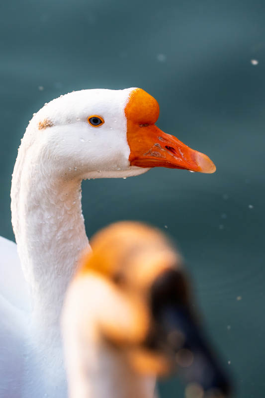 白鹅凝视水面图片