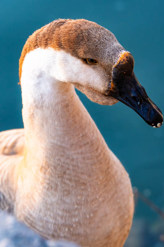 优雅的鸭子特写图片