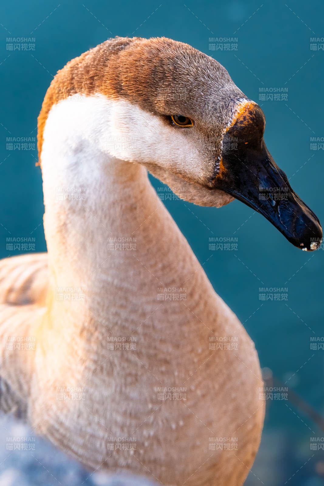 优雅的鸭子特写图片