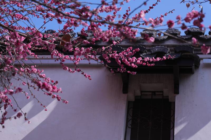 梅花映古屋图片
