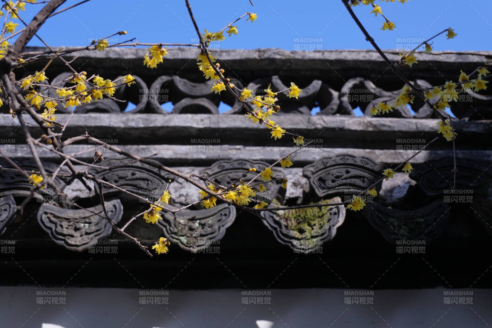 蜡梅花映古檐图片