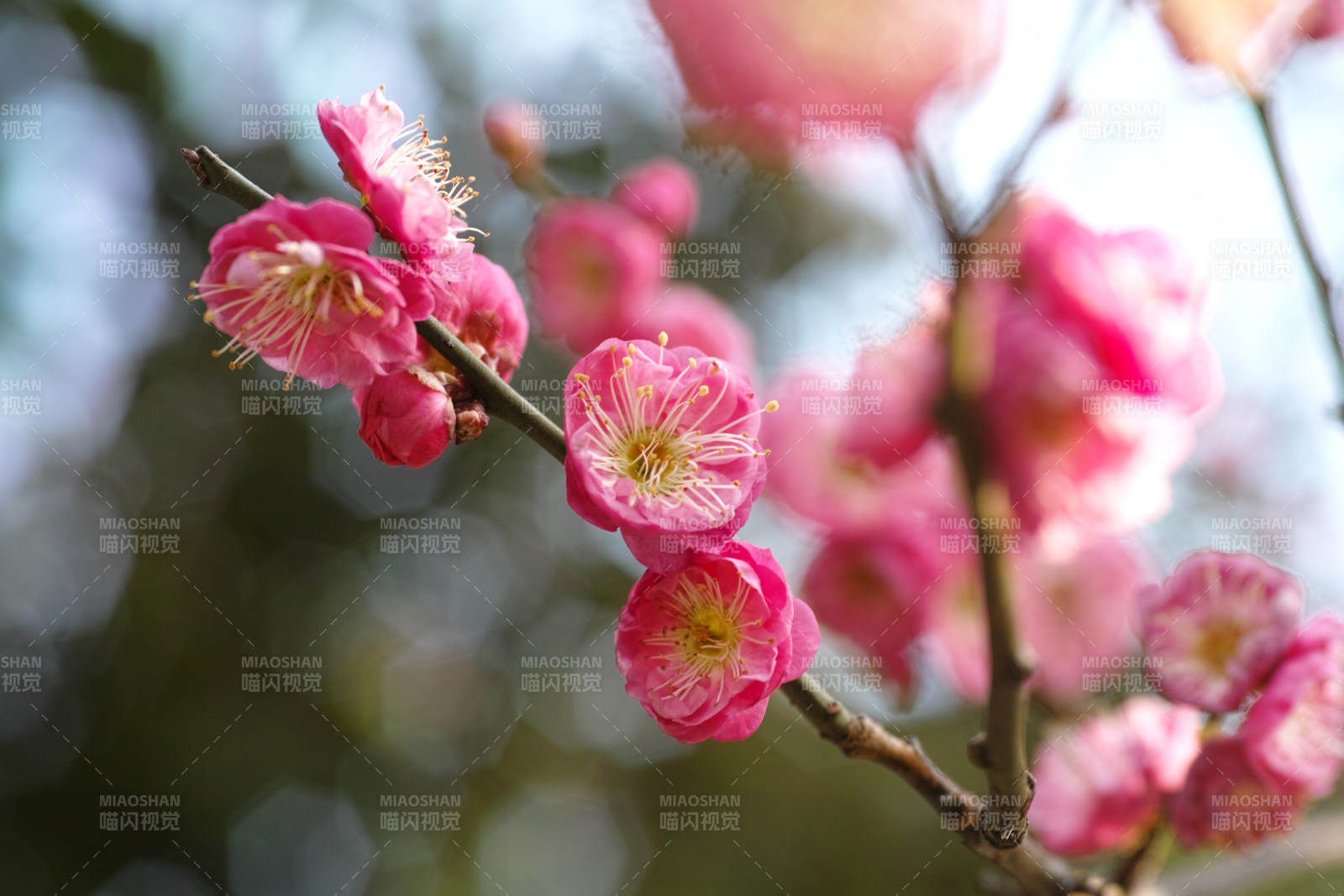 梅花绽放枝头图片