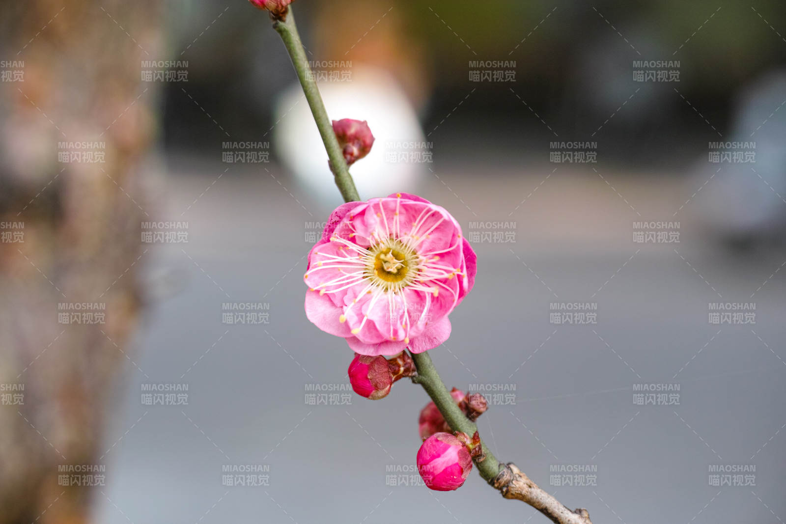 梅花绽放枝头图片