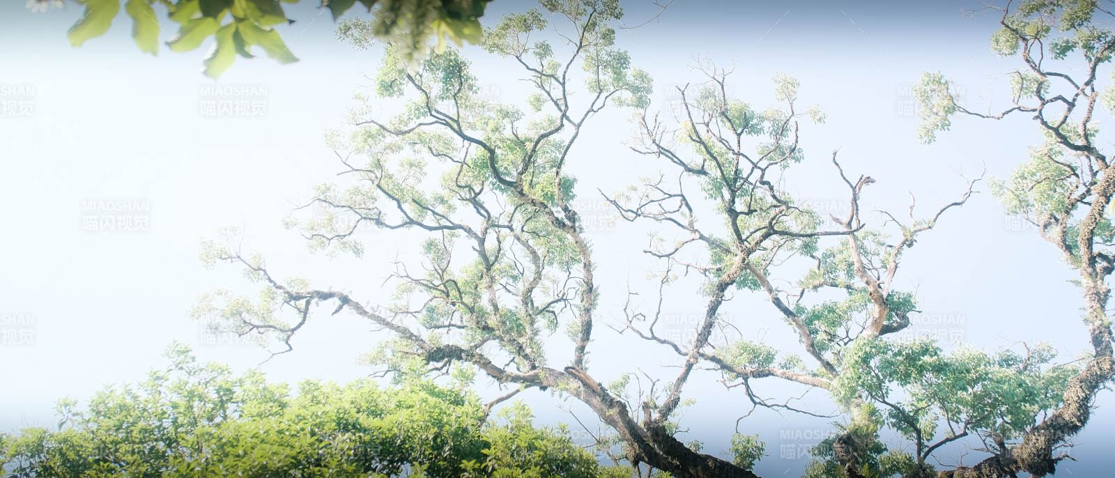 树影婆娑 枝叶轻舞图片