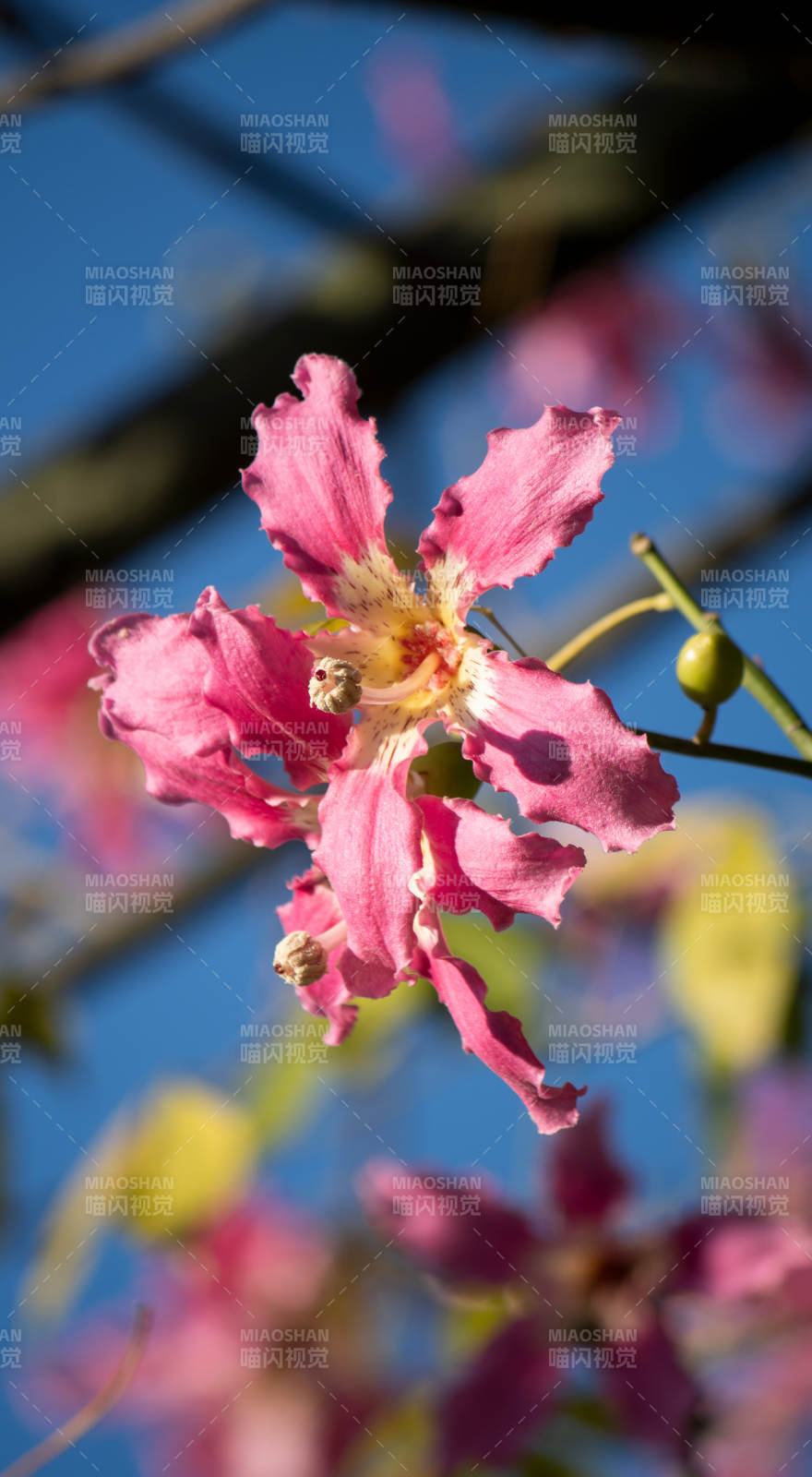 粉红花绽放图片