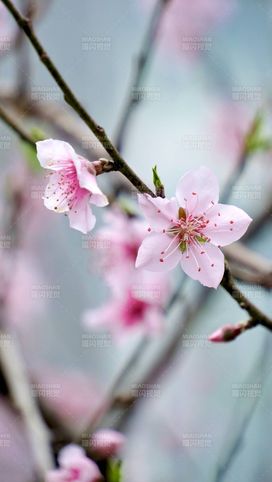 桃花绽放春意浓图片