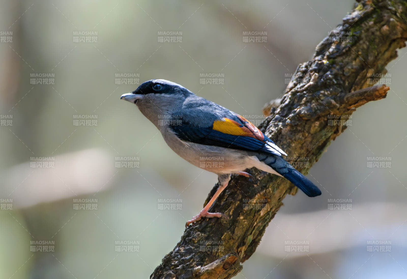 蓝翅鸟栖枝头图片