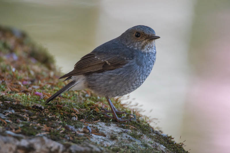 灰蓝小鸟栖石边图片