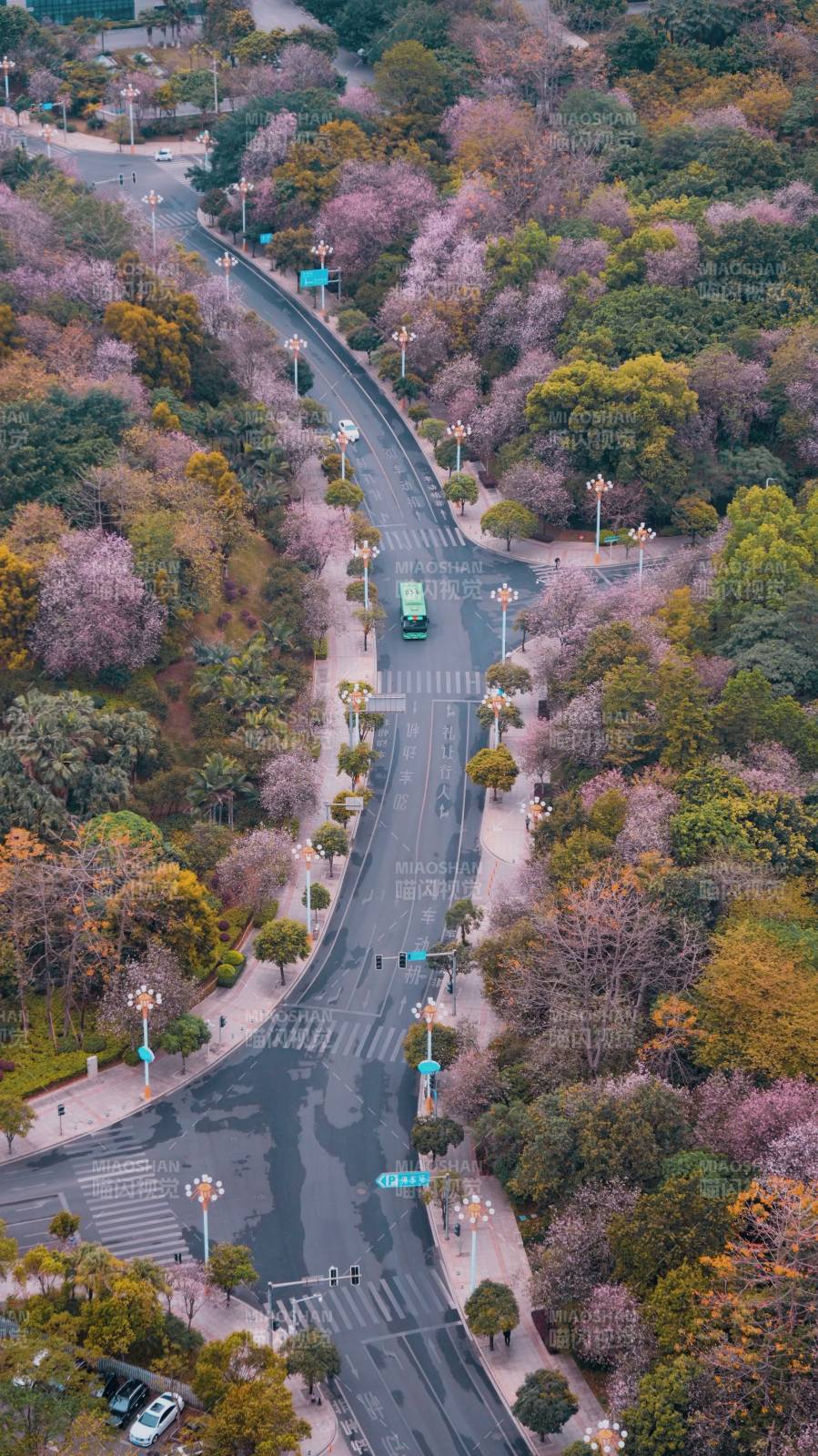 春日花道美景图片