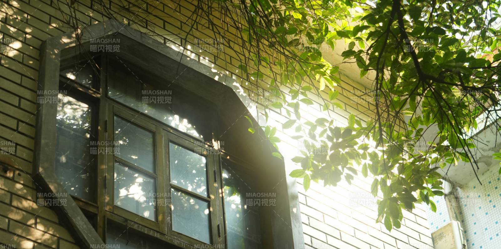 阳光透过绿叶照窗图片