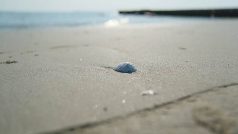 沙滩上的贝壳图片