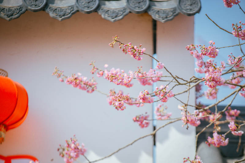 樱花绽放春意浓图片