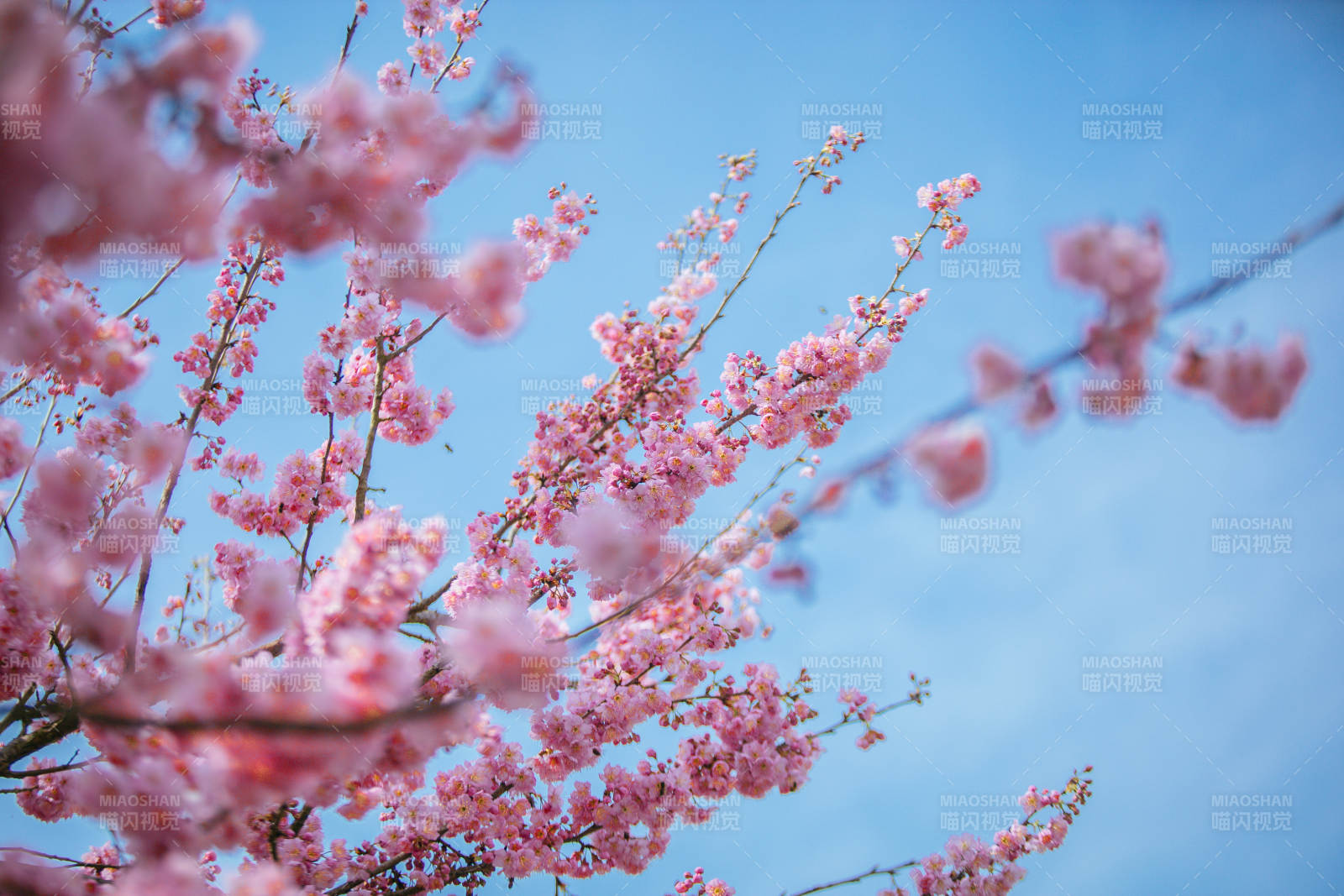 樱花绽放春日景图片