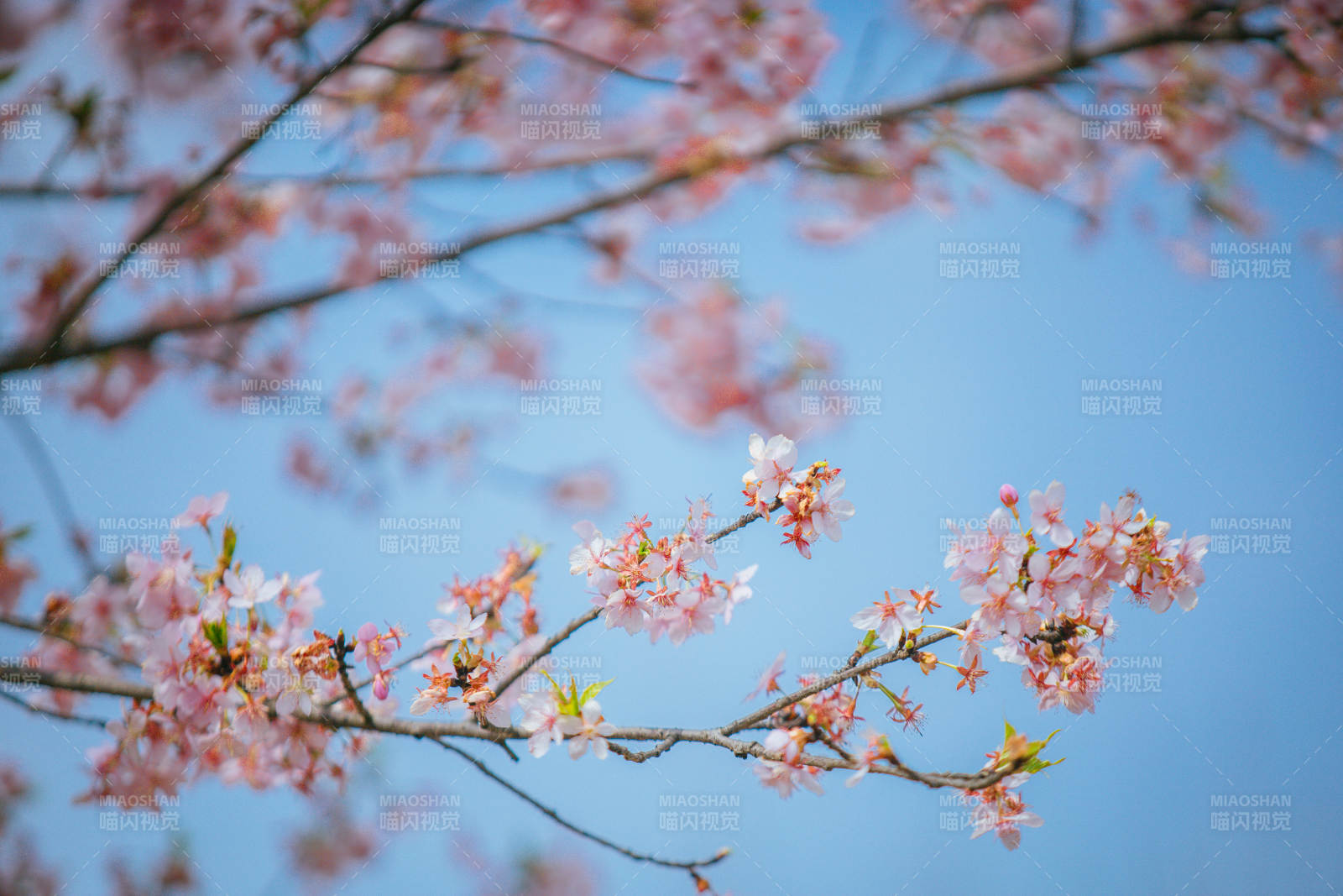 樱花绽放春日景图片