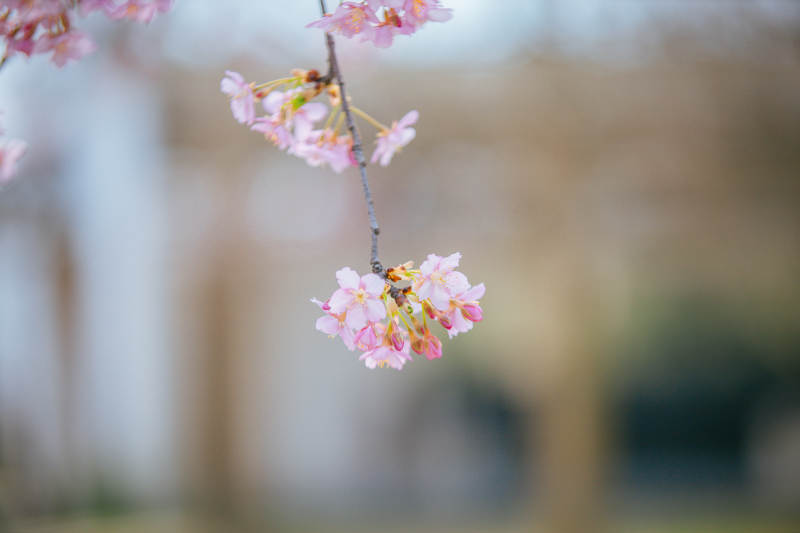 樱花绽放枝头图片