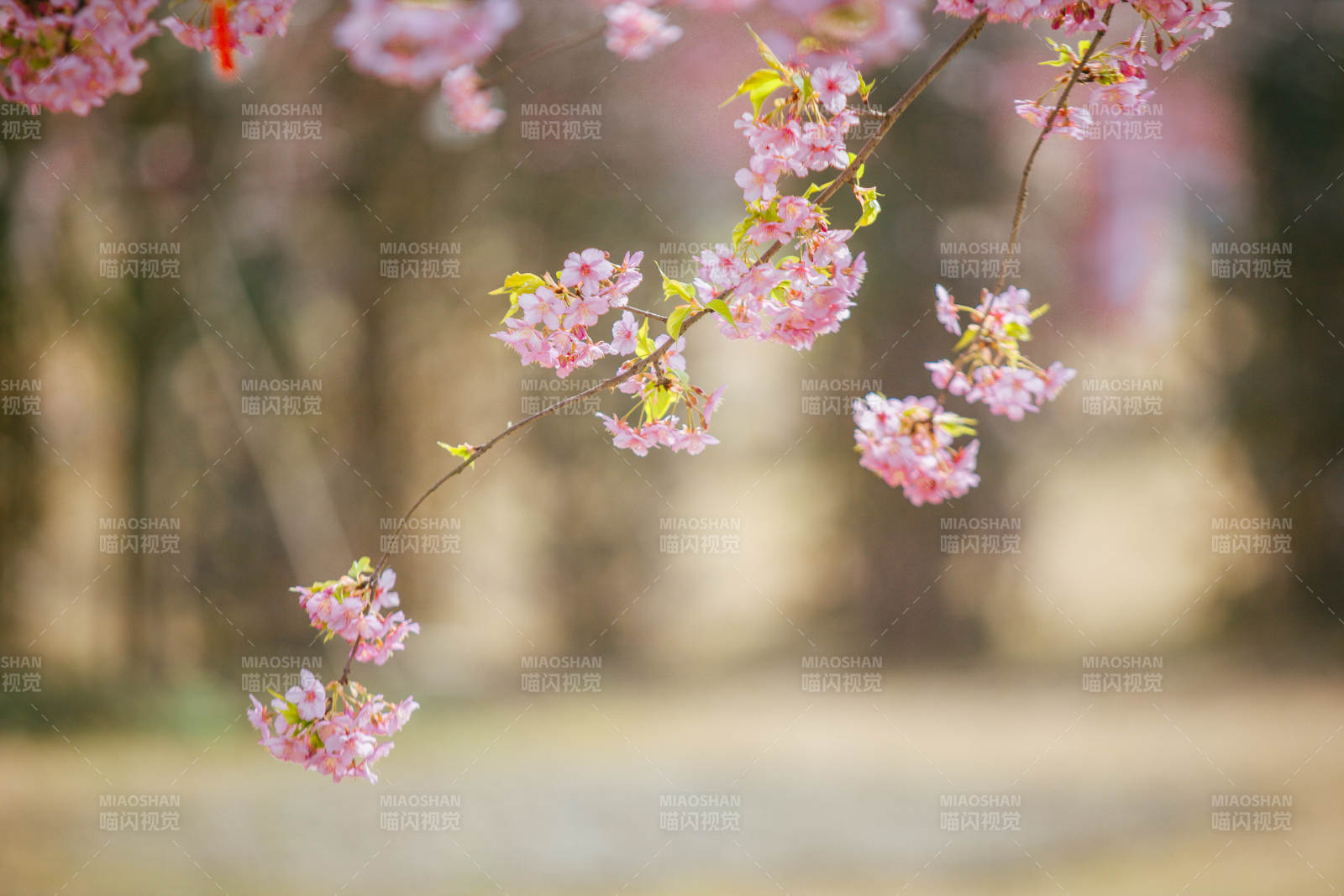 樱花绽放春意浓图片