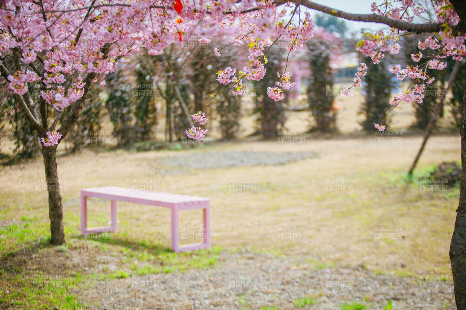 樱花树下粉凳静图片