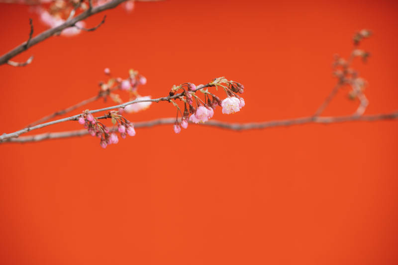樱花映红墙图片