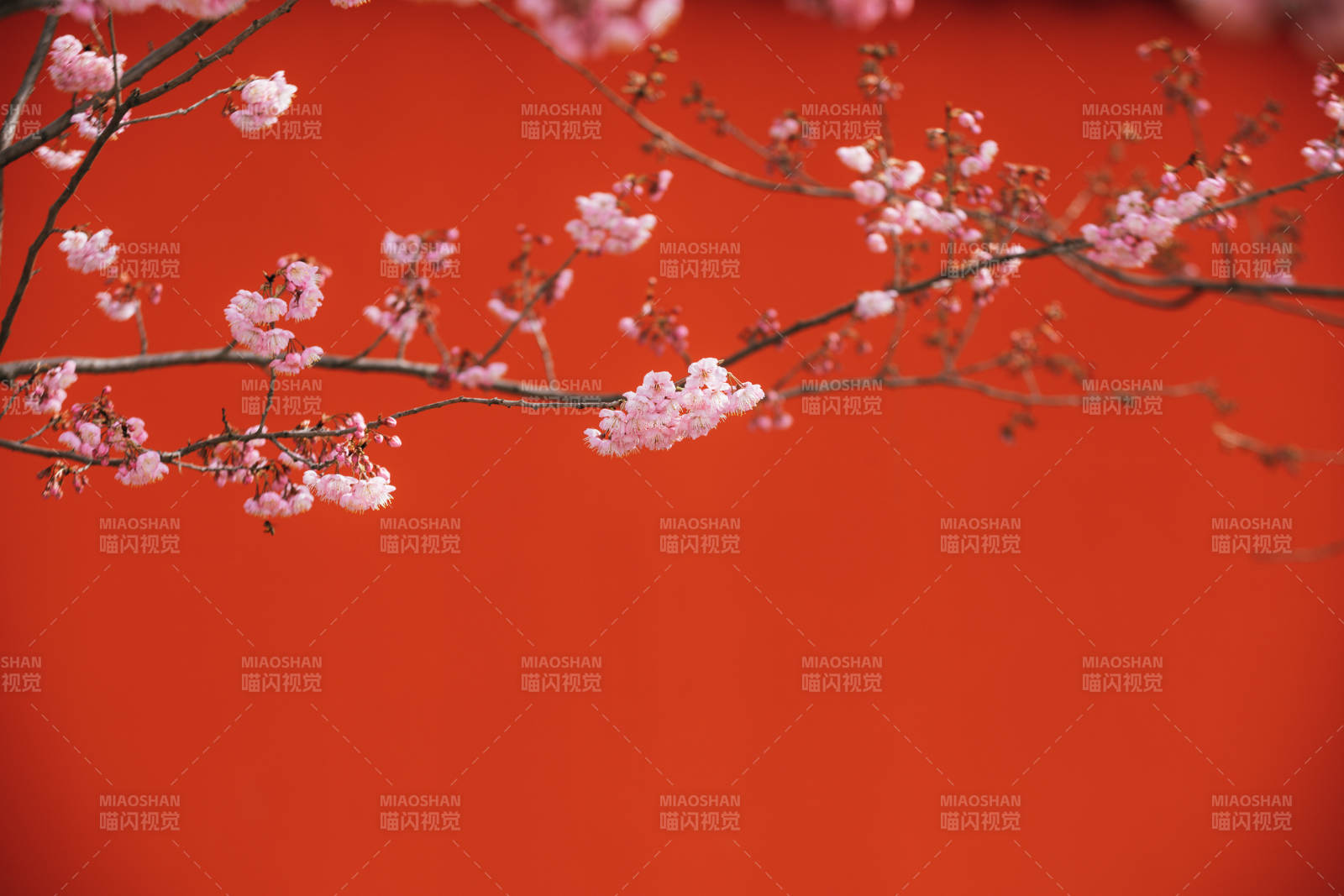 樱花映红墙图片