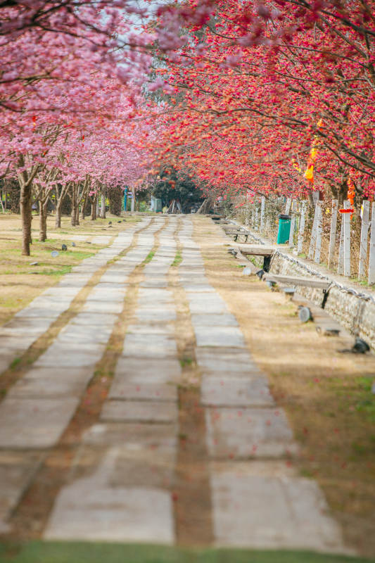 樱花树下的美丽图片