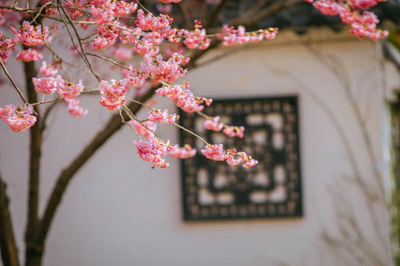 樱花绽放春意浓图片