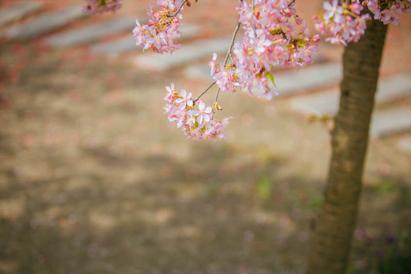 樱花绽放枝头图片