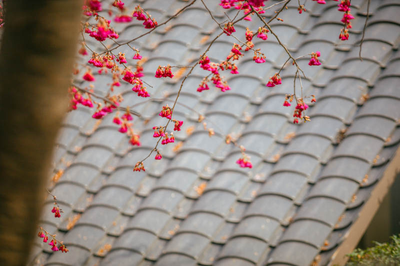 樱花映瓦檐图片