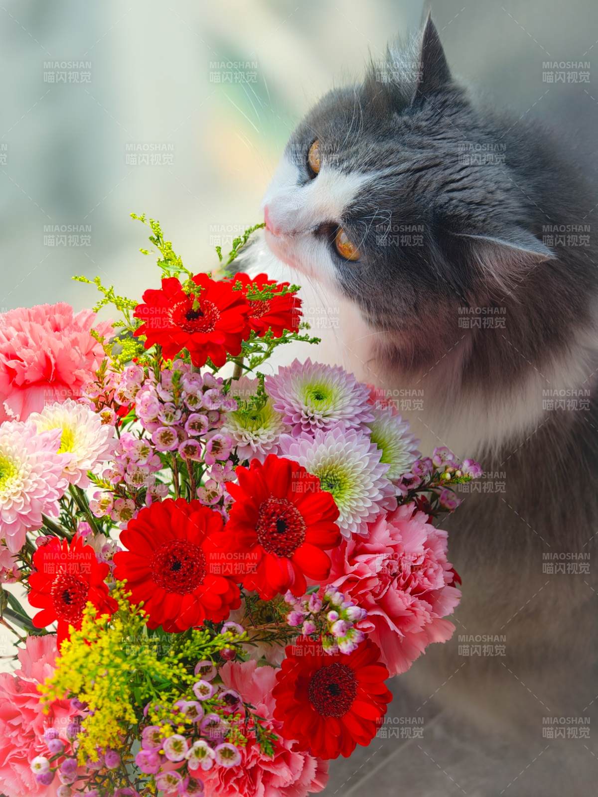 猫咪嗅花香图片