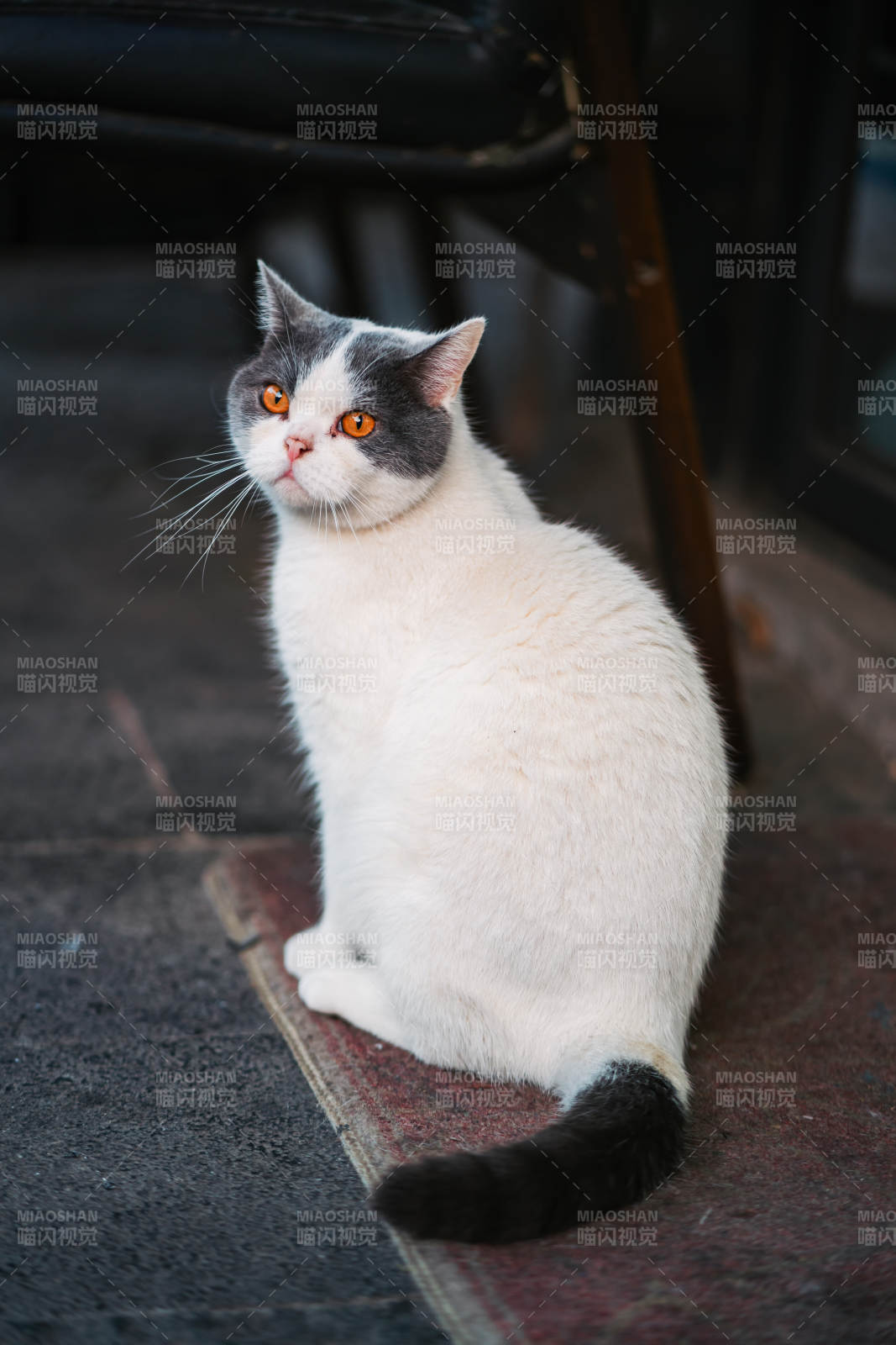 白猫静坐凝视图片