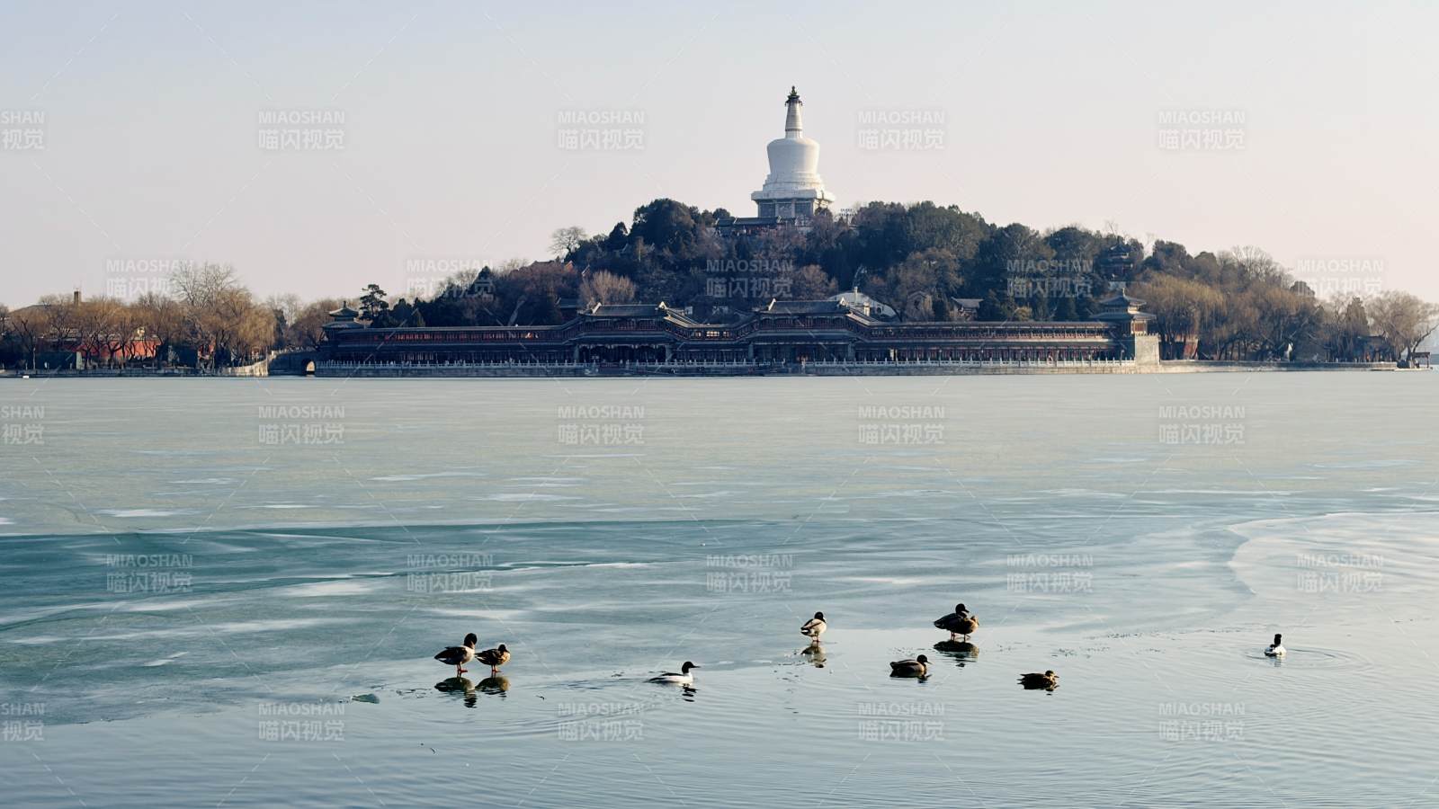 北海公园湖畔白塔映水鸭图片
