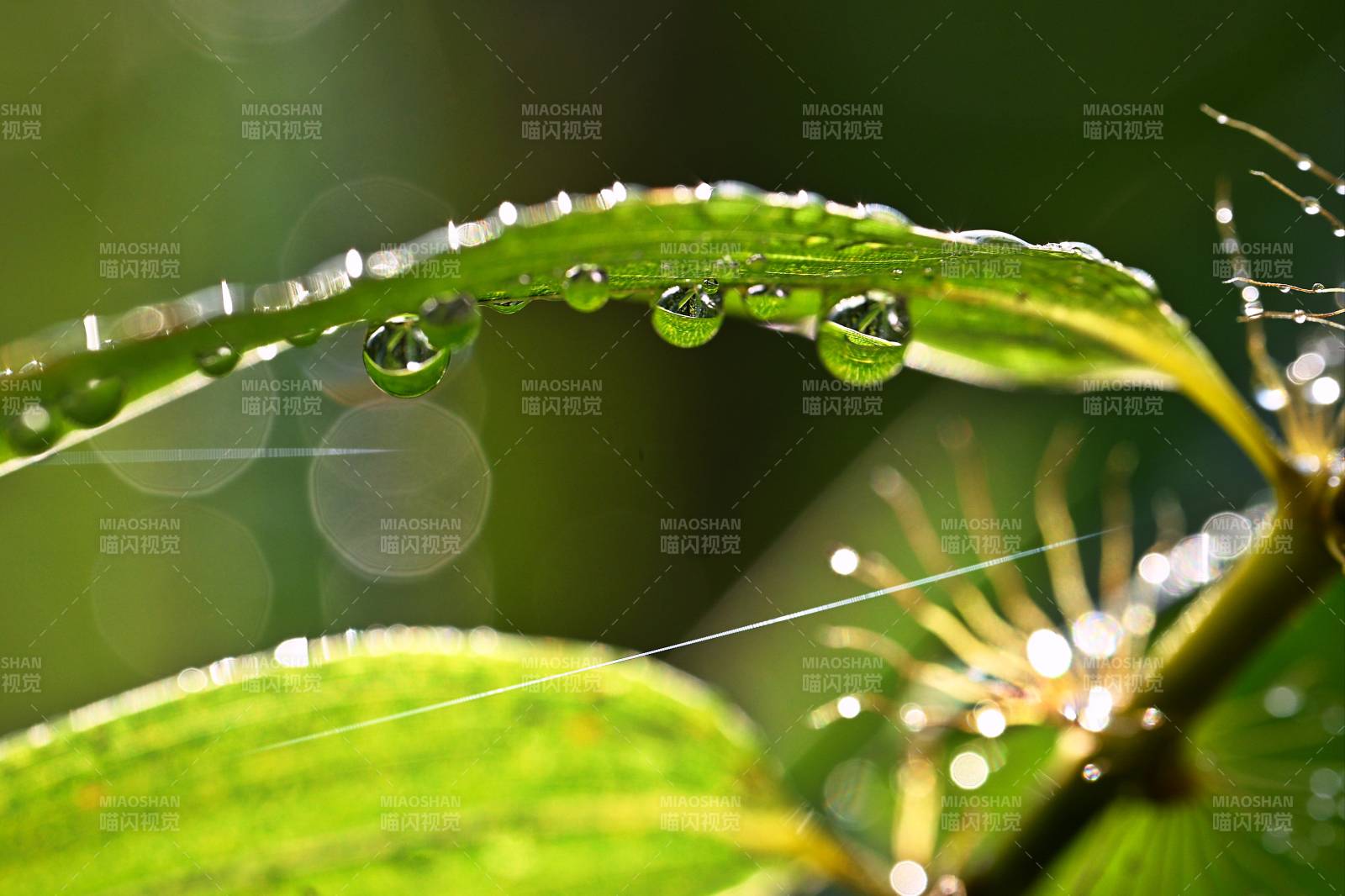 露珠叶上晶莹闪烁图片