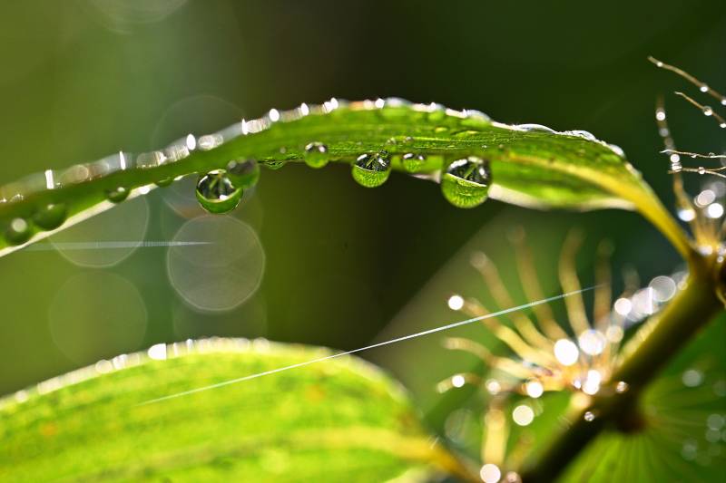 露珠叶上晶莹闪烁图片