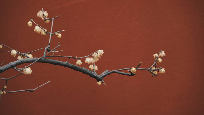 枯枝上的花苞图片