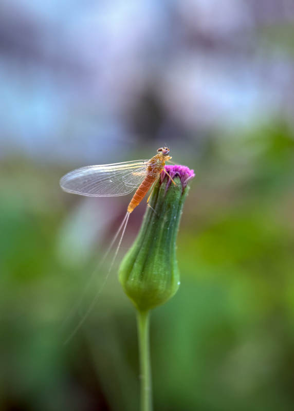蜉蝣栖花尖图片