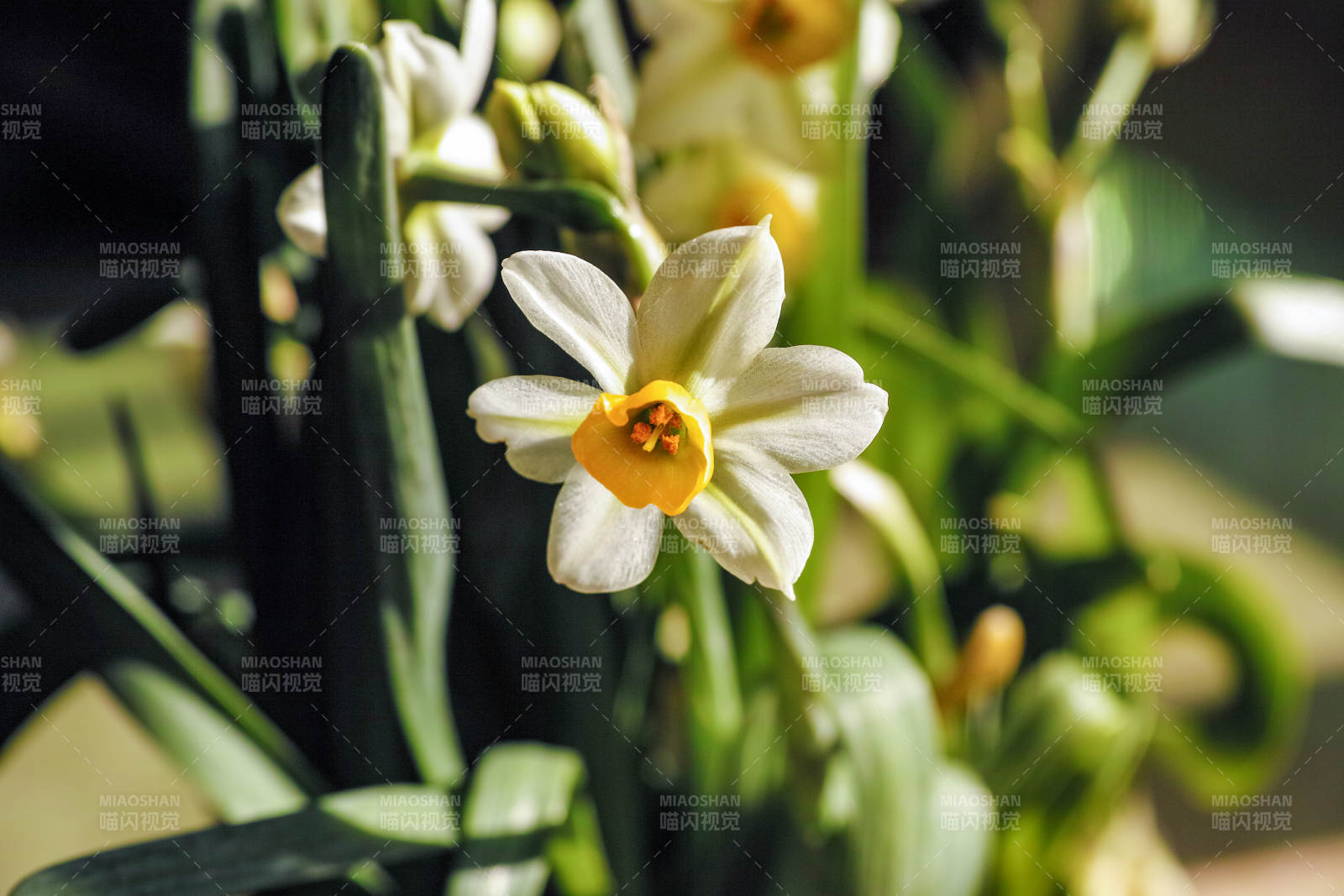 水仙花开图片